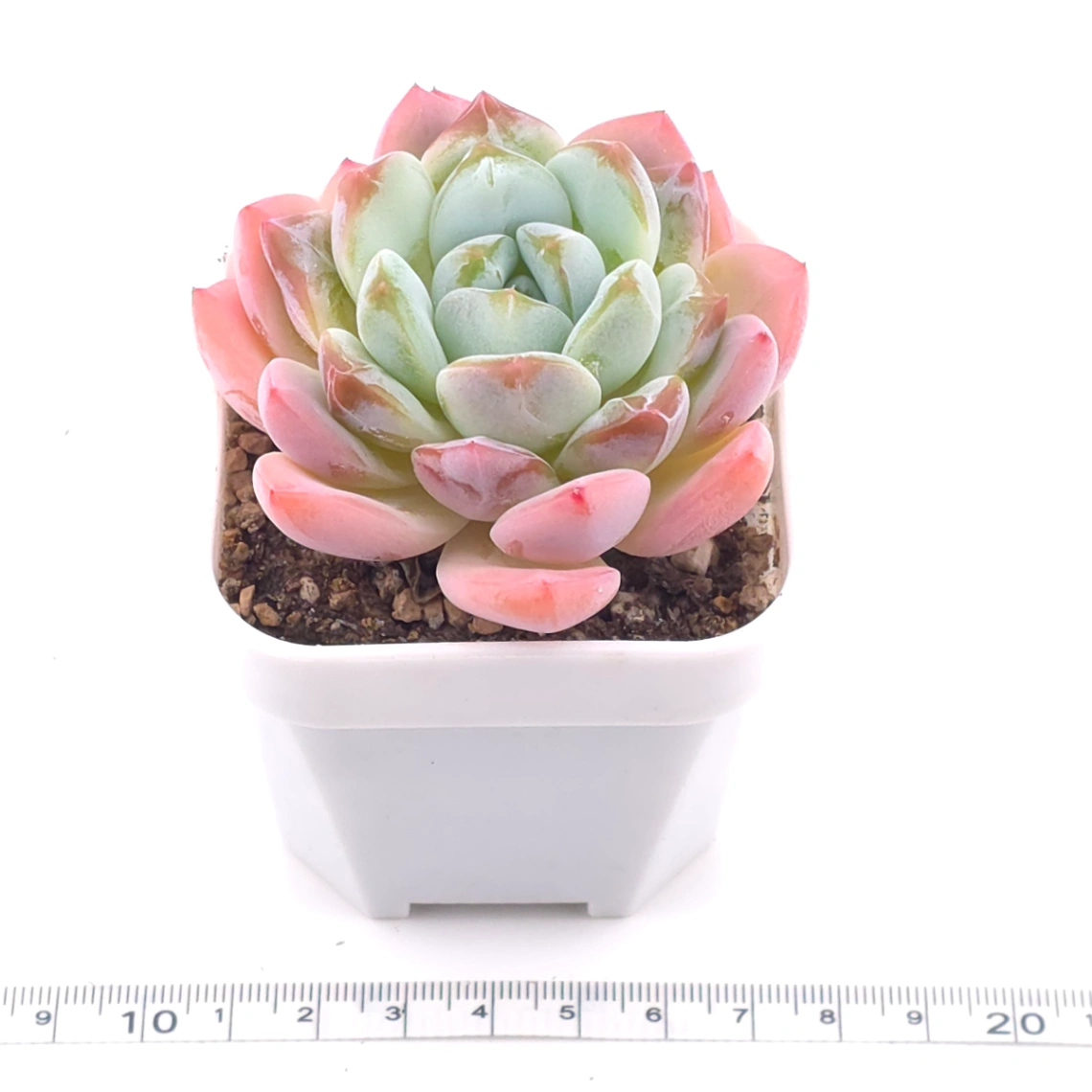 Echeveria ‘Jade Glow’ | 玉輝石蓮 thumbnail 3