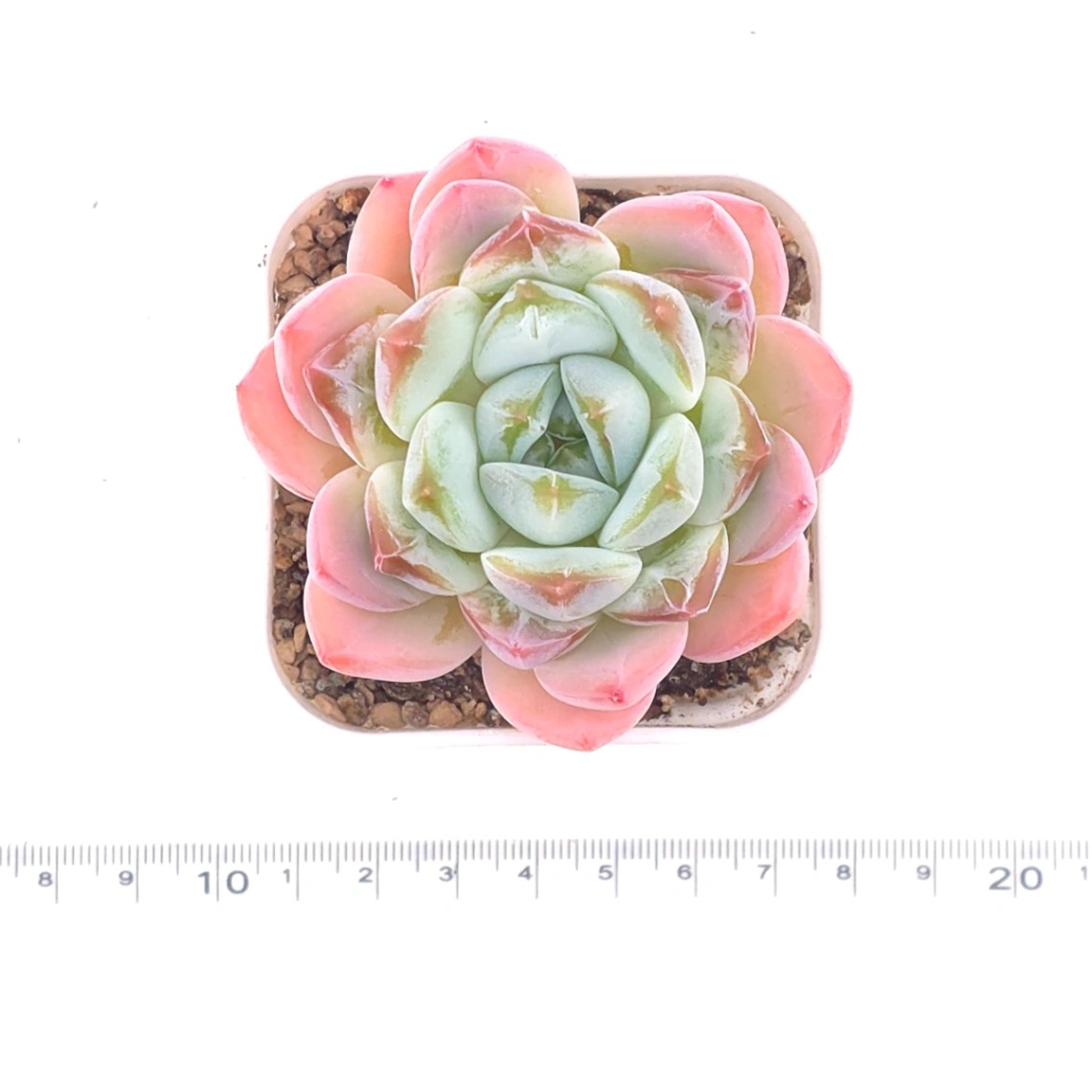 Echeveria ‘Jade Glow’ | 玉輝石蓮 thumbnail 4