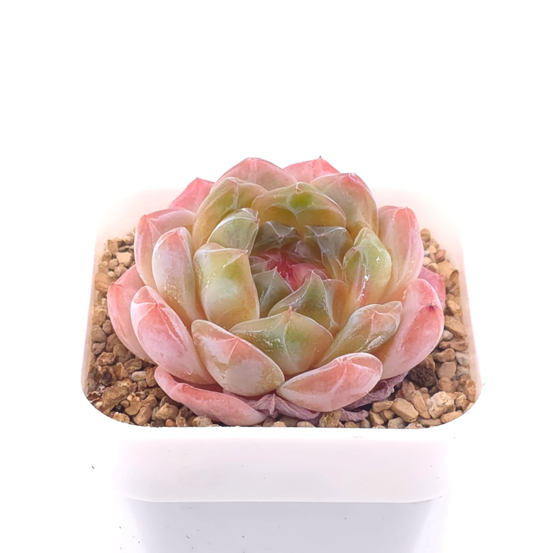 Echeveria ‘Jenny’ | 珍妮 thumbnail 2