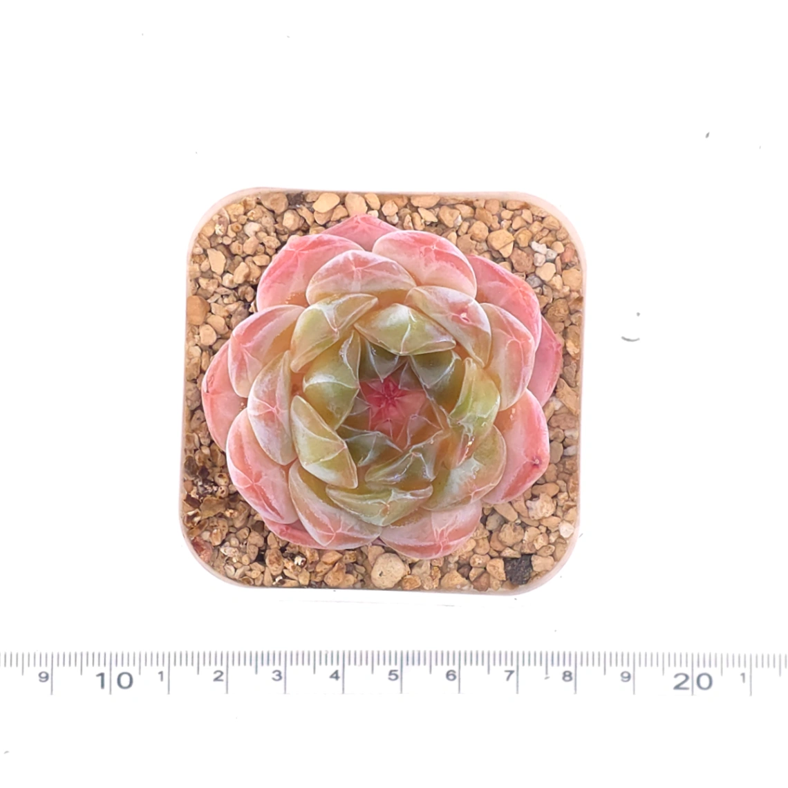 Echeveria ‘Jenny’ | 珍妮 thumbnail 4
