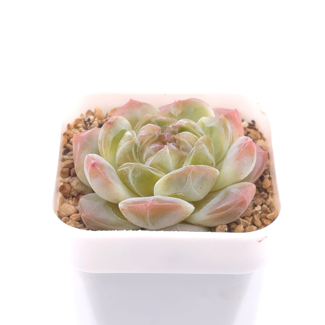 Echeveria ‘Jenny’ | 珍妮 thumbnail 3