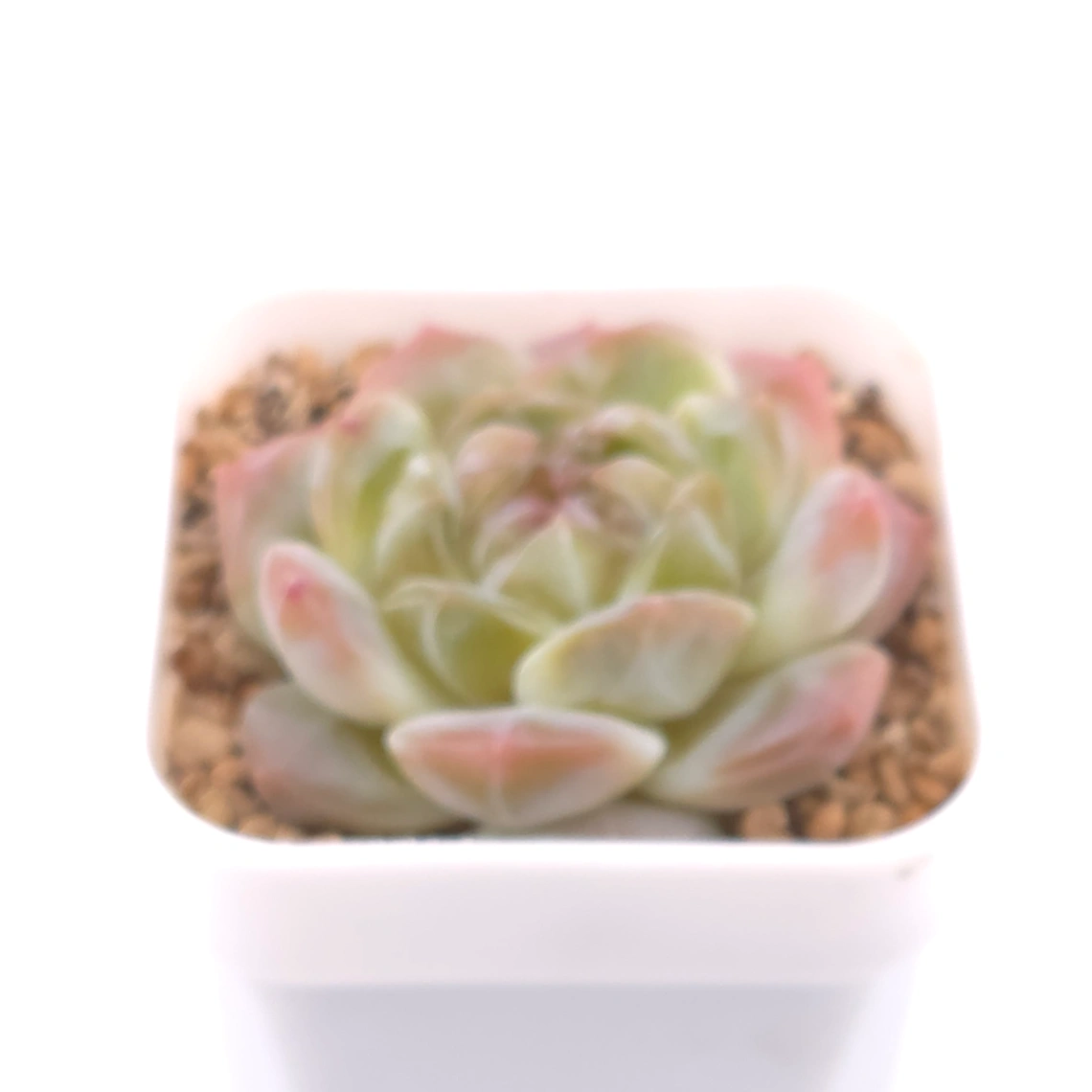 Echeveria ‘Jenny’ | 珍妮 thumbnail 2