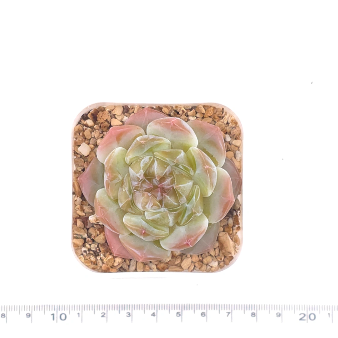 Echeveria ‘Jenny’ | 珍妮 thumbnail 5