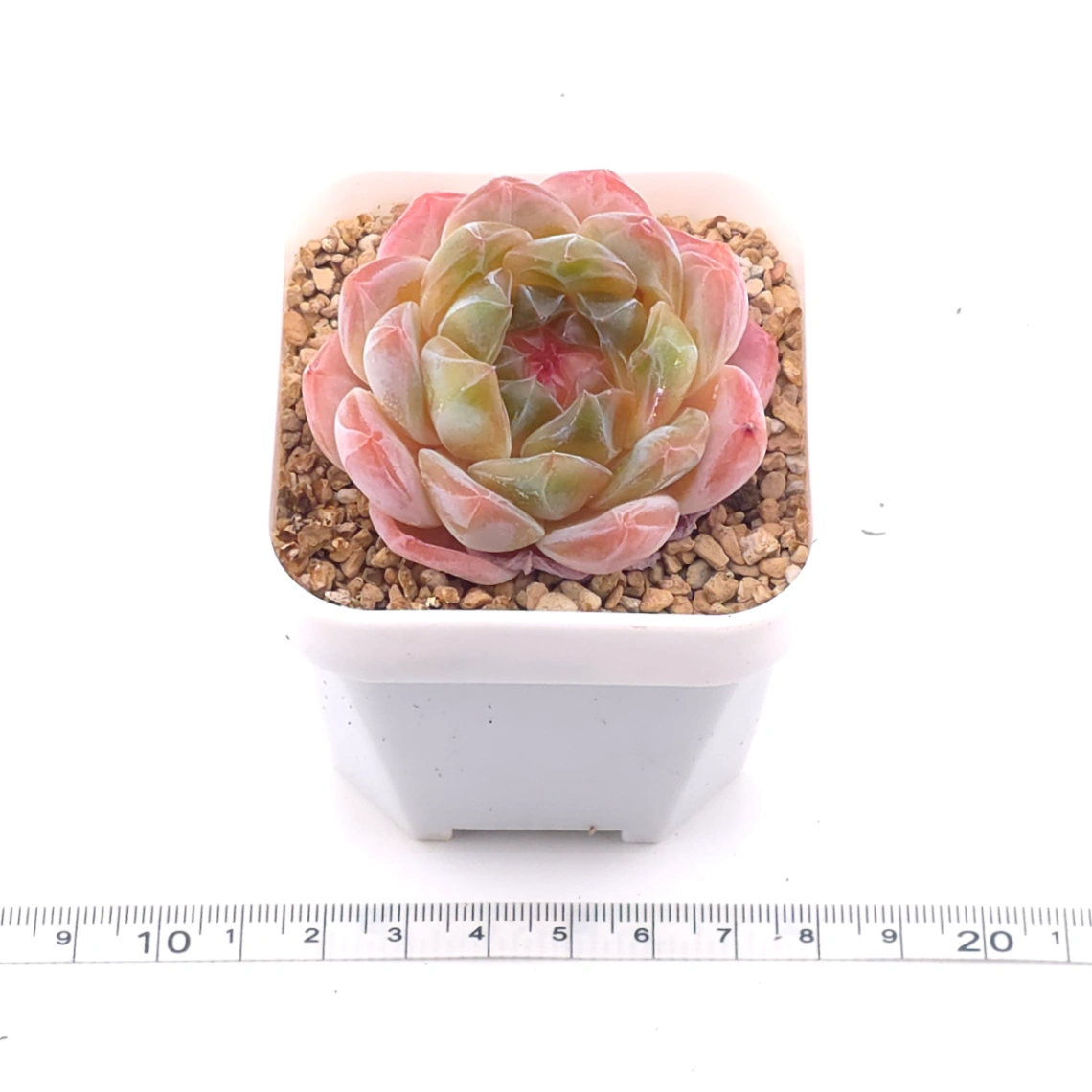 Echeveria ‘Jenny’ | 珍妮 thumbnail 3