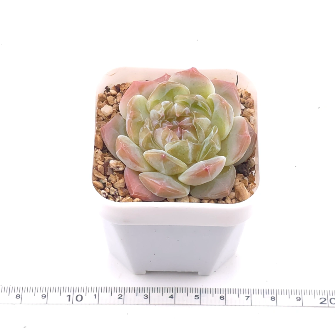 Echeveria ‘Jenny’ | 珍妮 thumbnail 4