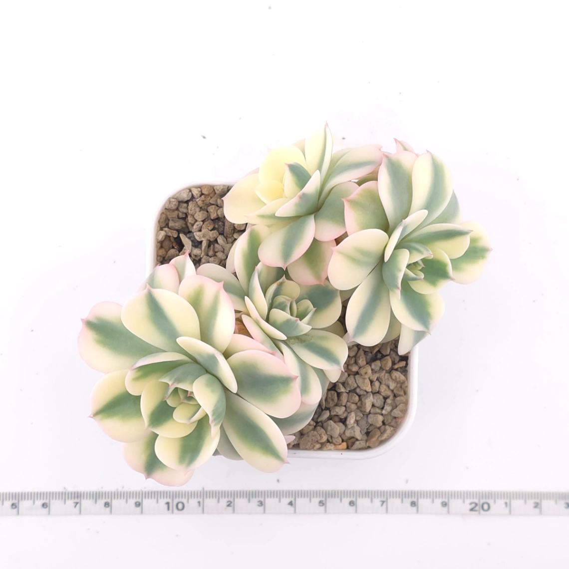Echeveria ‘Lenore Dean / Compton Carousel’ variegated | 玉蝶錦 thumbnail 5