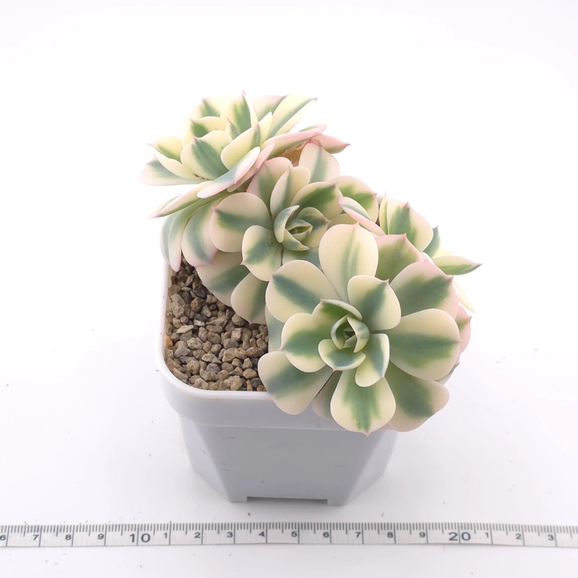 Echeveria ‘Lenore Dean / Compton Carousel’ variegated | 玉蝶錦 thumbnail 3