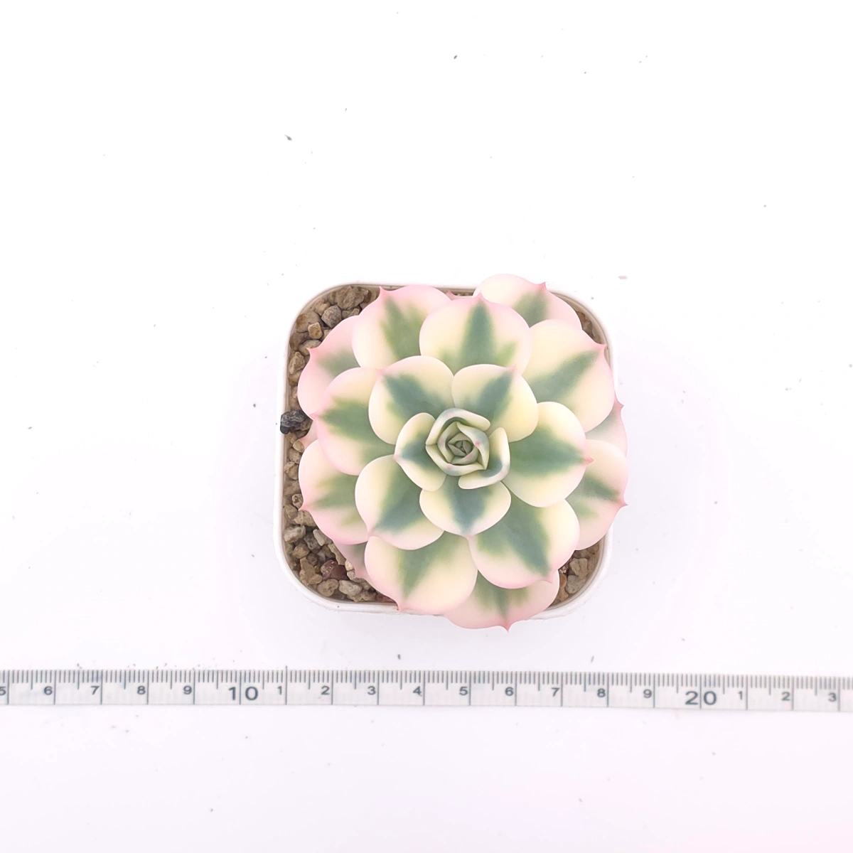 Echeveria ‘Lenore Dean / Compton Carousel’ variegated | 玉蝶錦 thumbnail 4