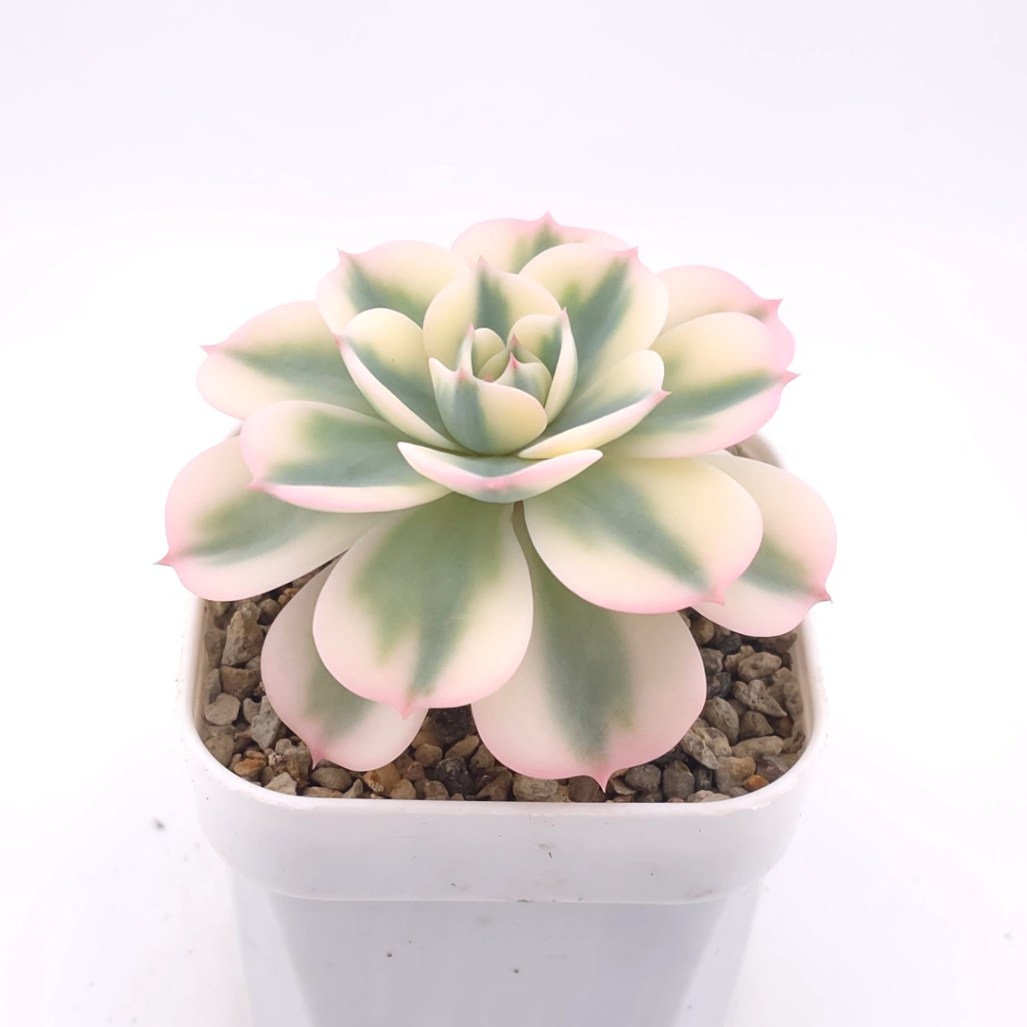 Echeveria ‘Lenore Dean / Compton Carousel’ variegated | 玉蝶錦 thumbnail 2