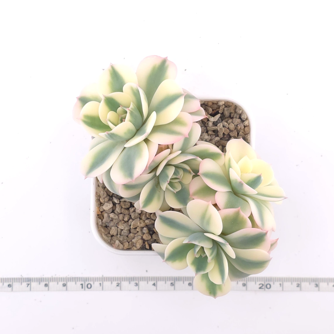 Echeveria ‘Lenore Dean / Compton Carousel’ variegated | 玉蝶錦 thumbnail 4