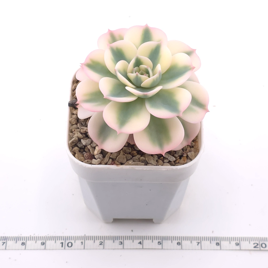 Echeveria ‘Lenore Dean / Compton Carousel’ variegated | 玉蝶錦 thumbnail 3
