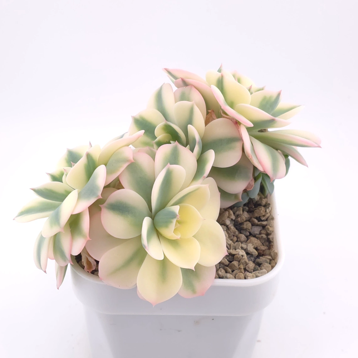 Echeveria ‘Lenore Dean / Compton Carousel’ variegated | 玉蝶錦 thumbnail 2