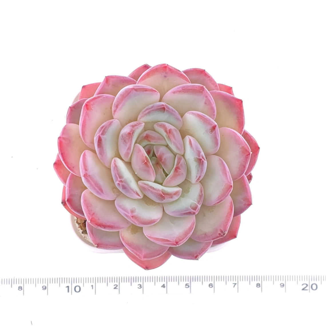 Echeveria ‘Lip Gloss | 唇彩 thumbnail 4