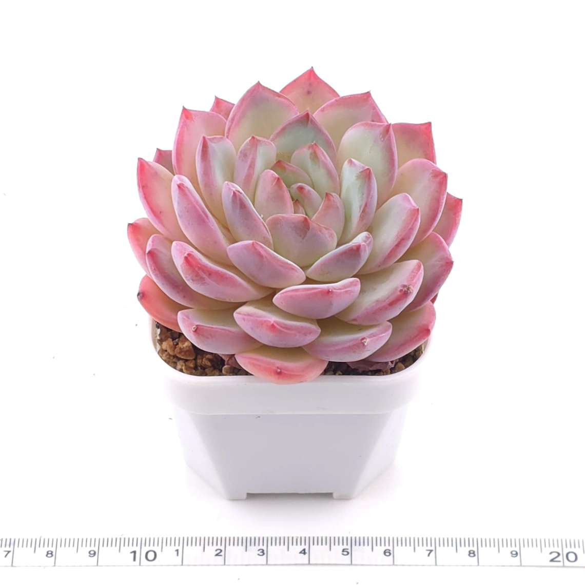 Echeveria ‘Lip Gloss | 唇彩 thumbnail 3