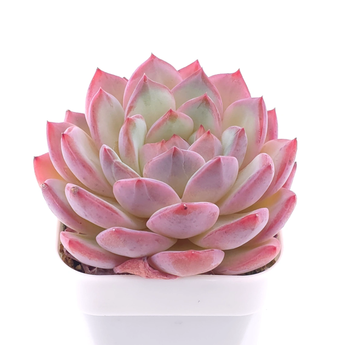 Echeveria ‘Lip Gloss | 唇彩 thumbnail 2