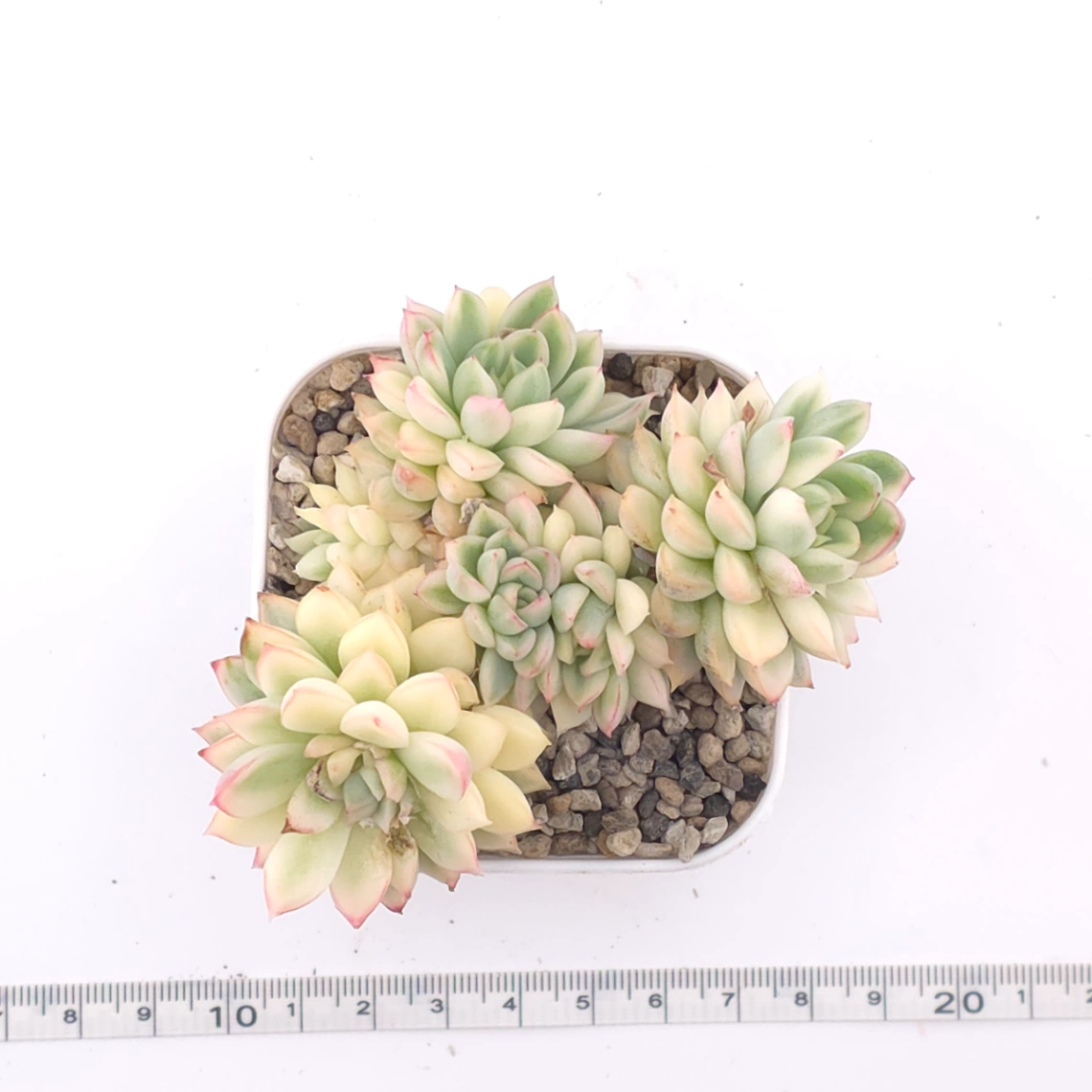 Echeveria ‘Mebina’ variegated clustering | 女雛錦群 thumbnail 4