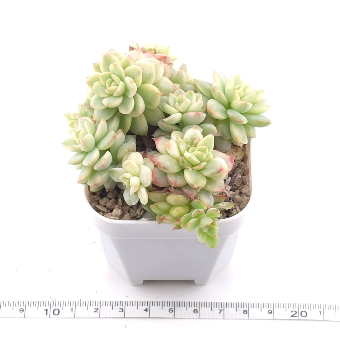 Echeveria ‘Mebina’ variegated clustering | 女雛錦群 thumbnail 3