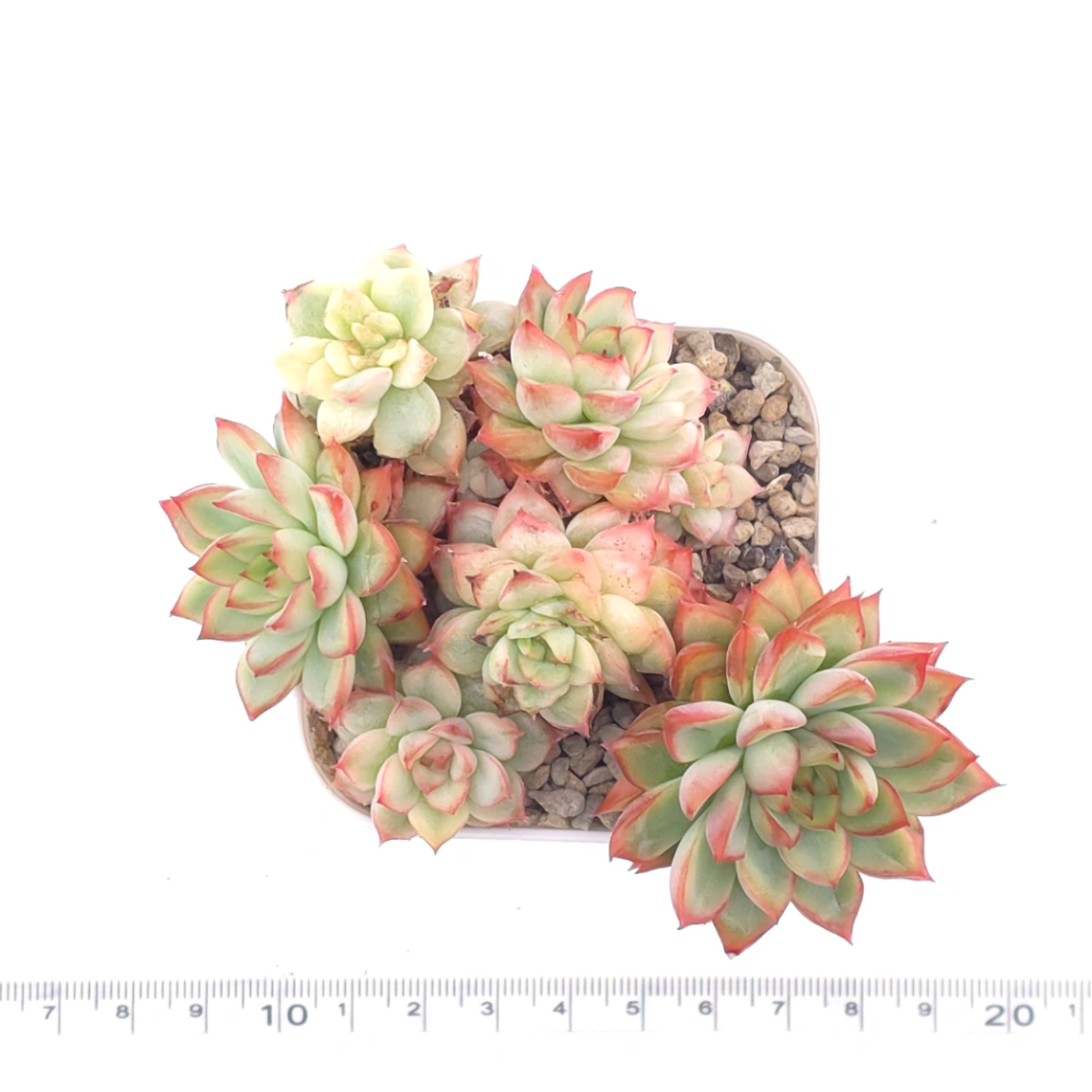 Echeveria ‘Mebina’ variegated clustering | 女雛錦群 thumbnail 4