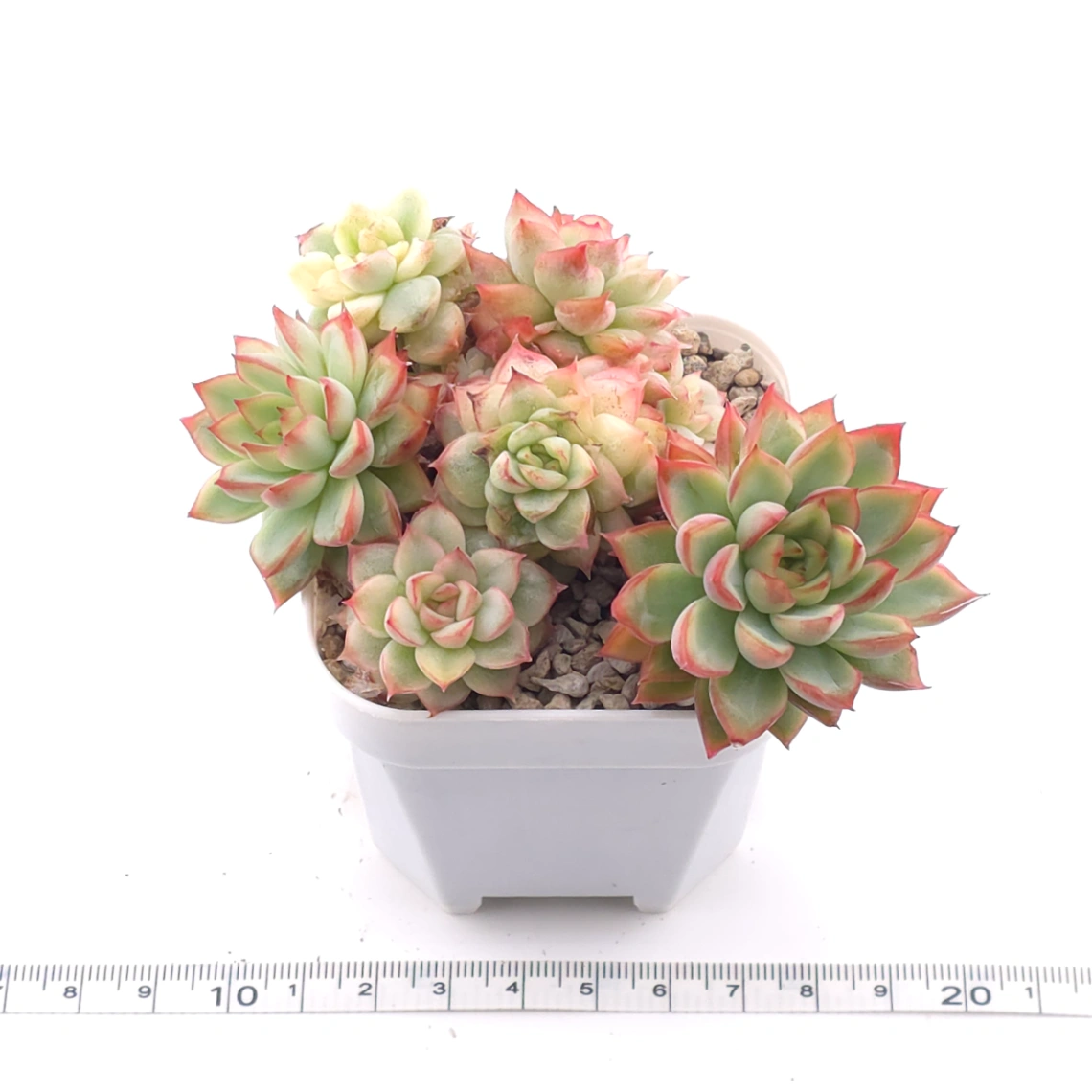 Echeveria ‘Mebina’ variegated clustering | 女雛錦群 thumbnail 3