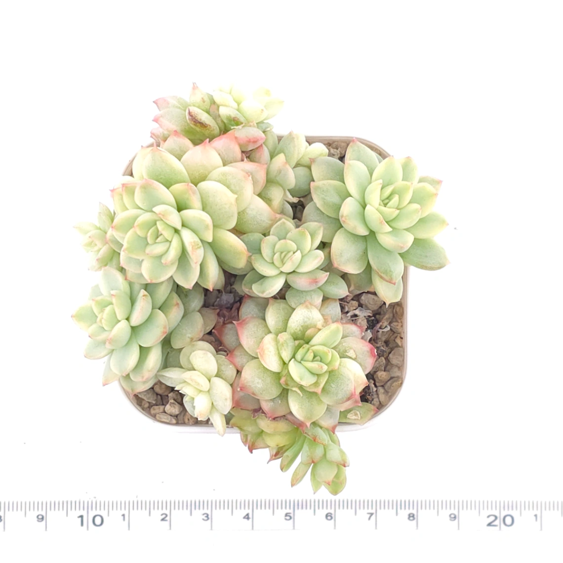Echeveria ‘Mebina’ variegated clustering | 女雛錦群 thumbnail 4