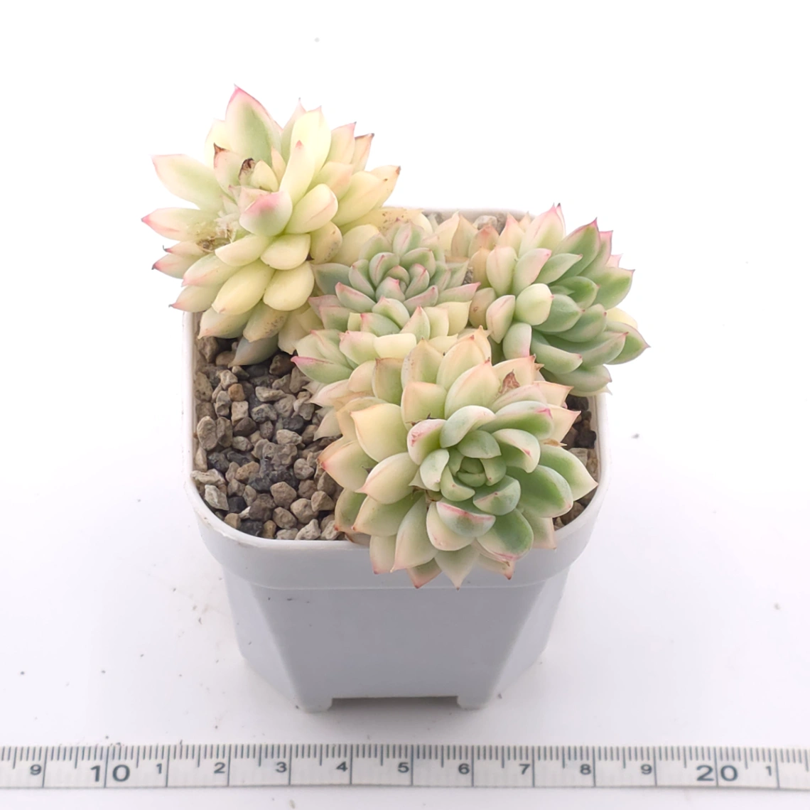 Echeveria ‘Mebina’ variegated clustering | 女雛錦群 thumbnail 3