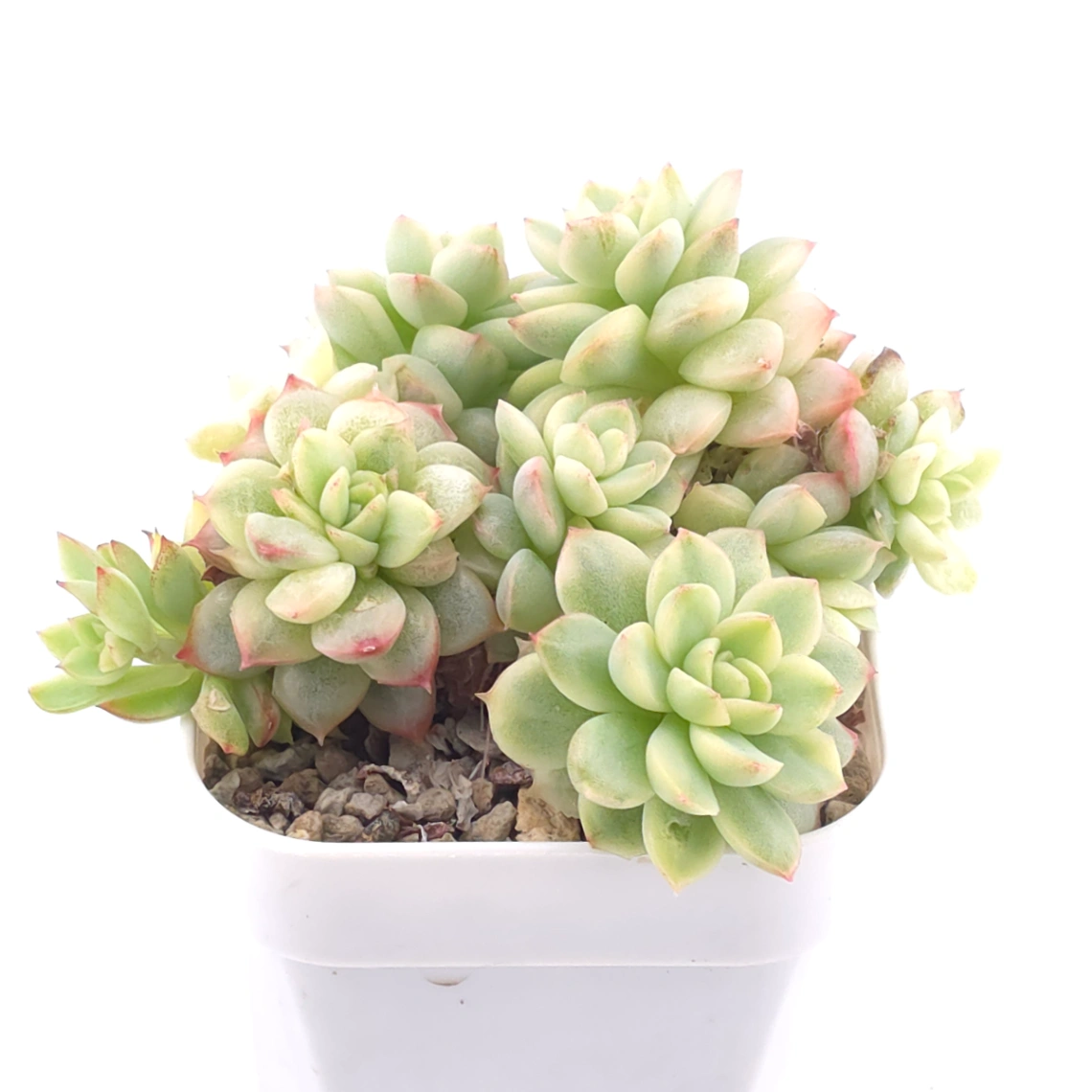 Echeveria ‘Mebina’ variegated clustering | 女雛錦群 thumbnail 2