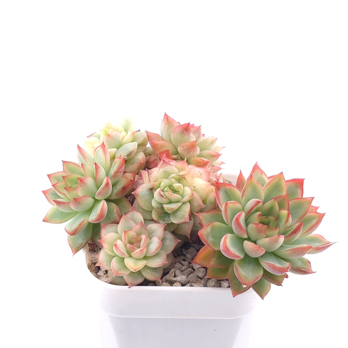 Echeveria ‘Mebina’ variegated clustering | 女雛錦群 thumbnail 2
