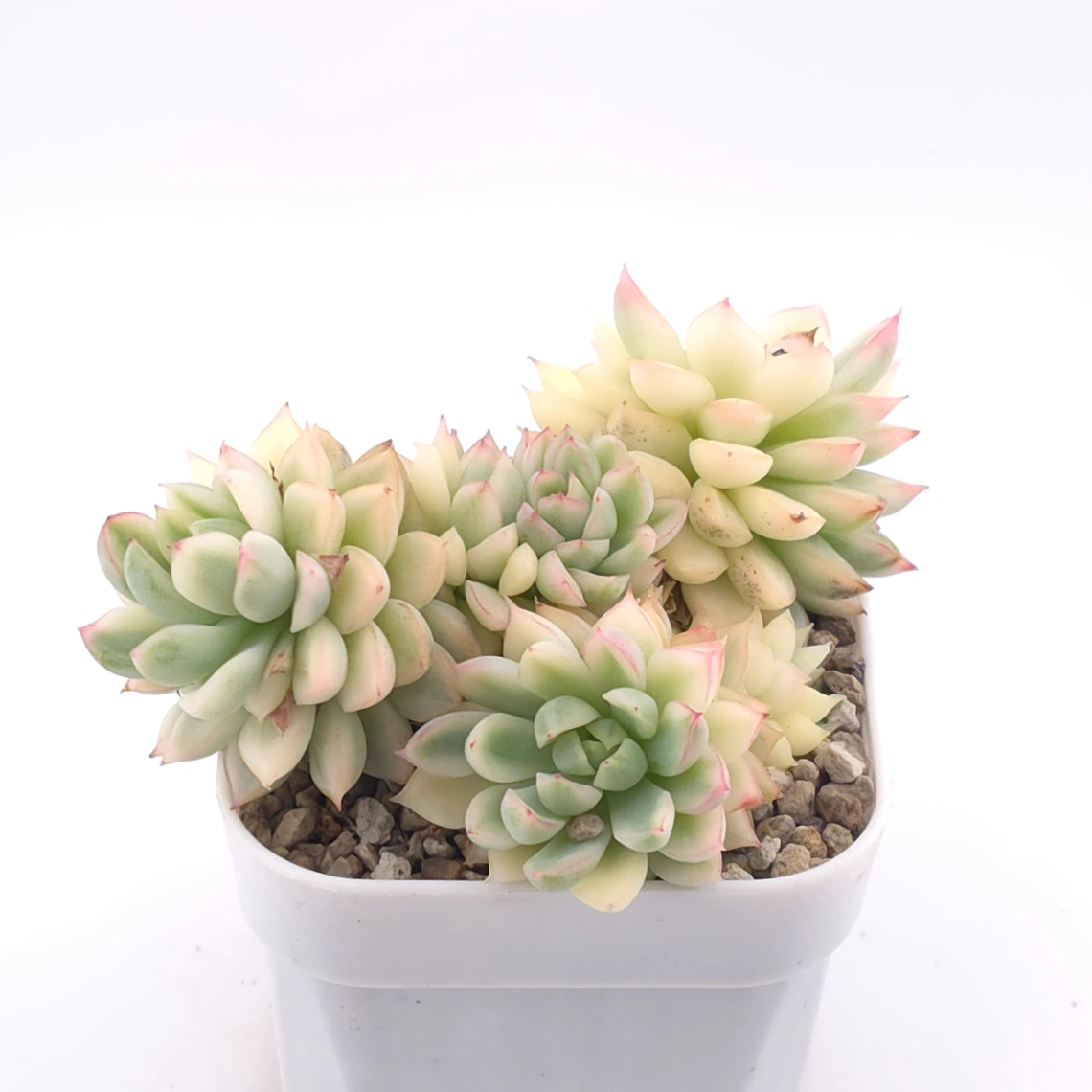 Echeveria ‘Mebina’ variegated clustering | 女雛錦群 thumbnail 2