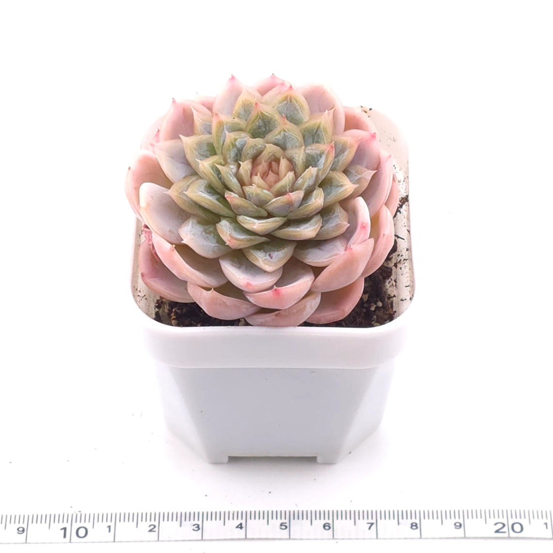 Echeveria ‘Mexican Snowball’ | 墨西哥雪球 thumbnail 4