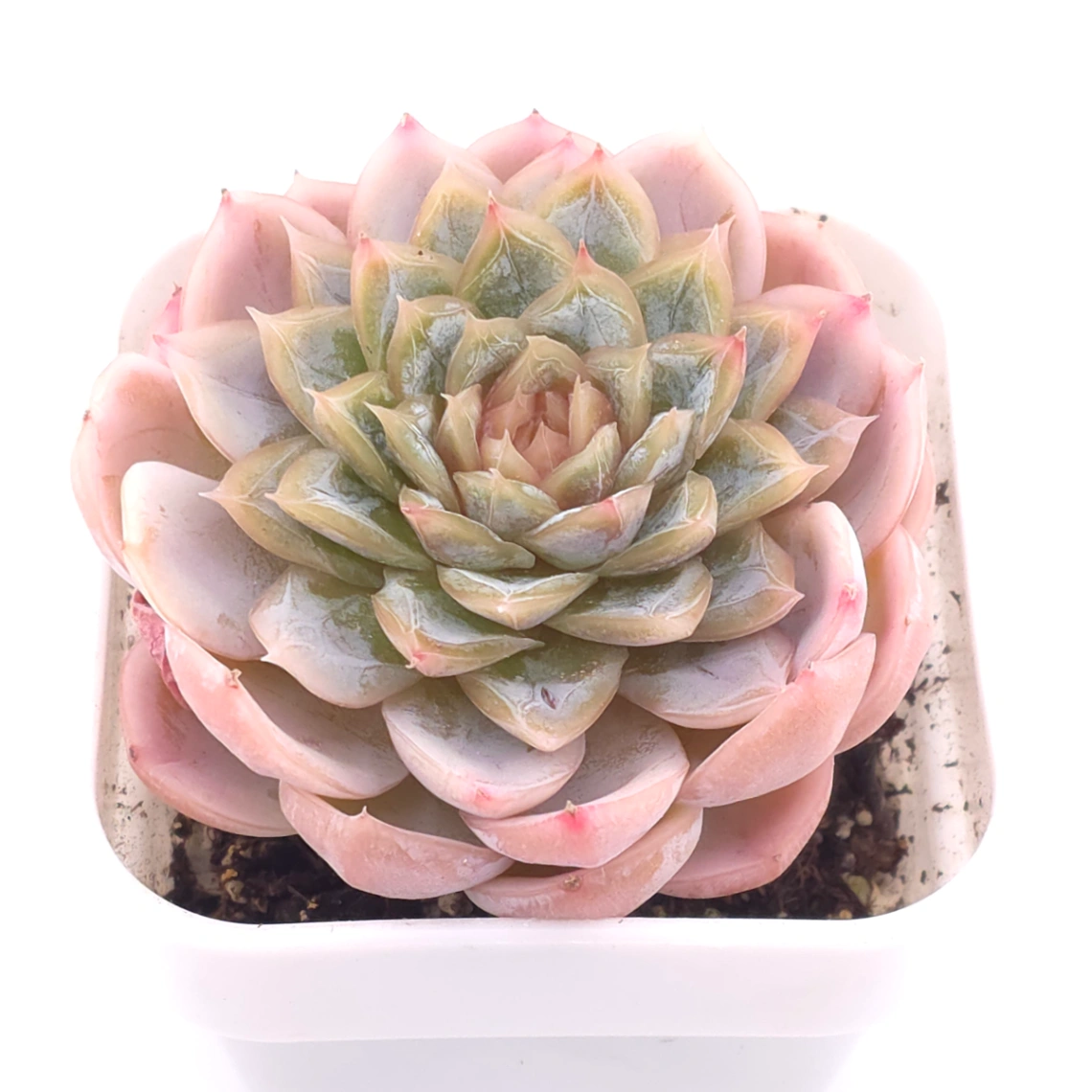 Echeveria ‘Mexican Snowball’ | 墨西哥雪球 thumbnail 2