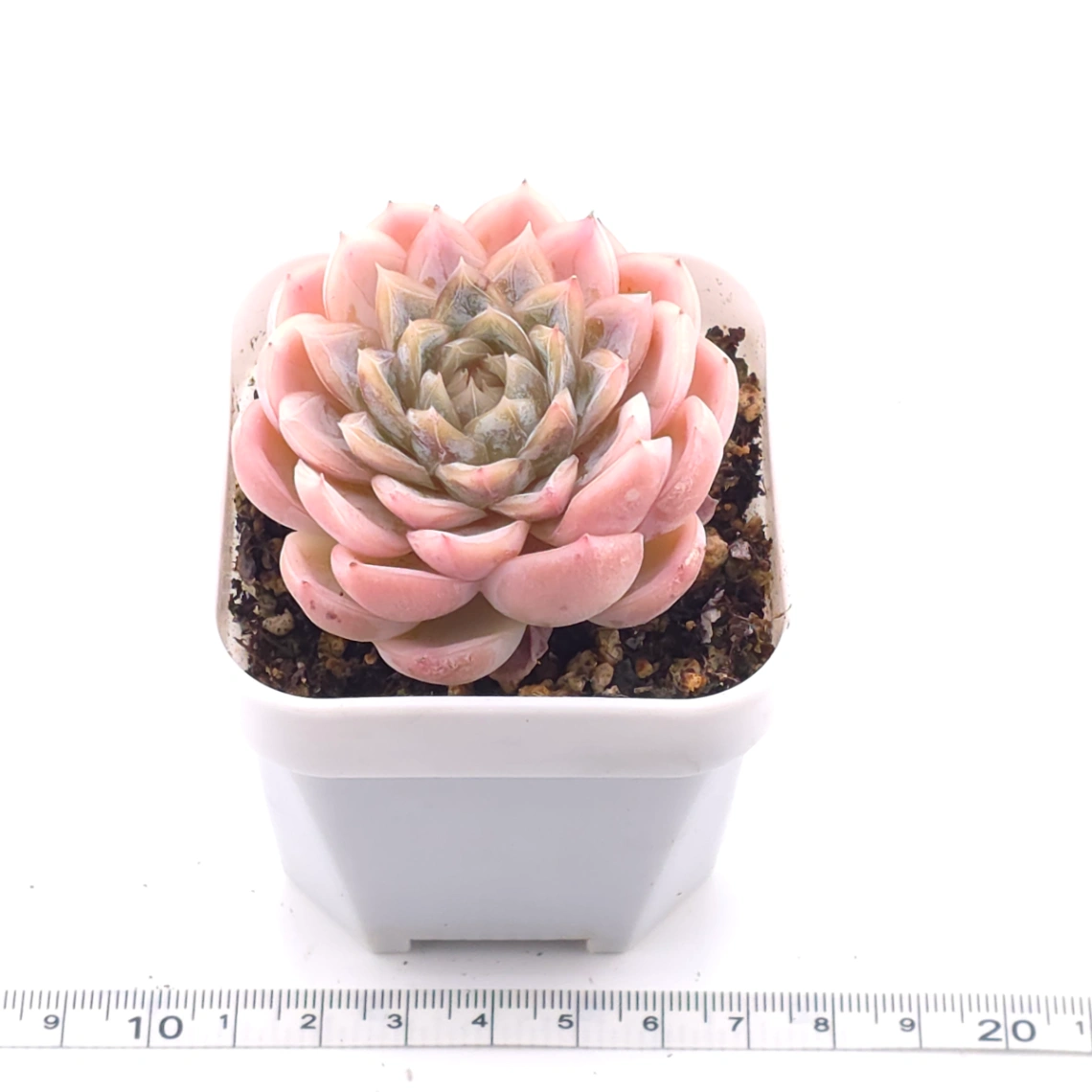 Echeveria ‘Mexican Snowball’ | 墨西哥雪球 thumbnail 3