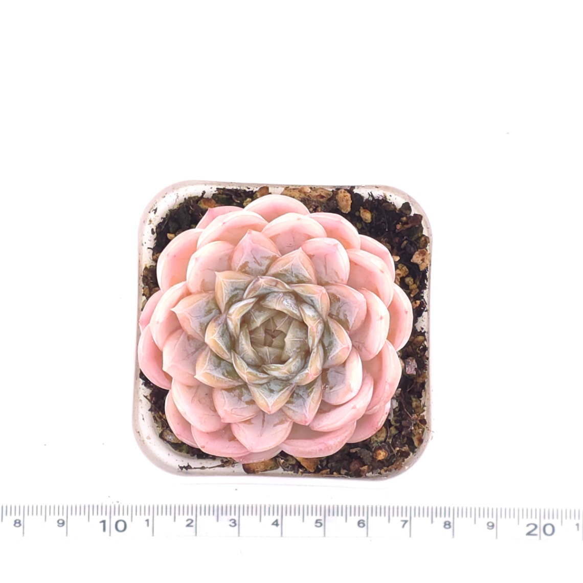 Echeveria ‘Mexican Snowball’ | 墨西哥雪球 thumbnail 4
