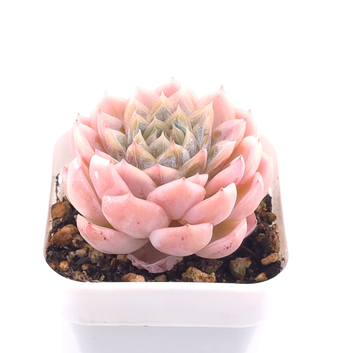 Echeveria ‘Mexican Snowball’ | 墨西哥雪球 thumbnail 2