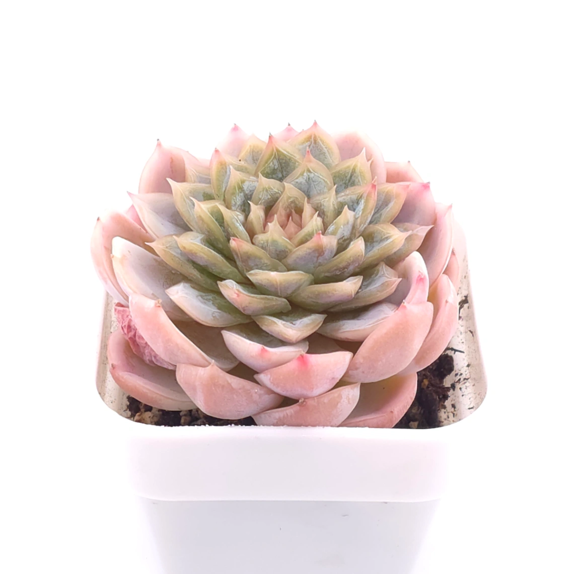 Echeveria ‘Mexican Snowball’ | 墨西哥雪球 thumbnail 3