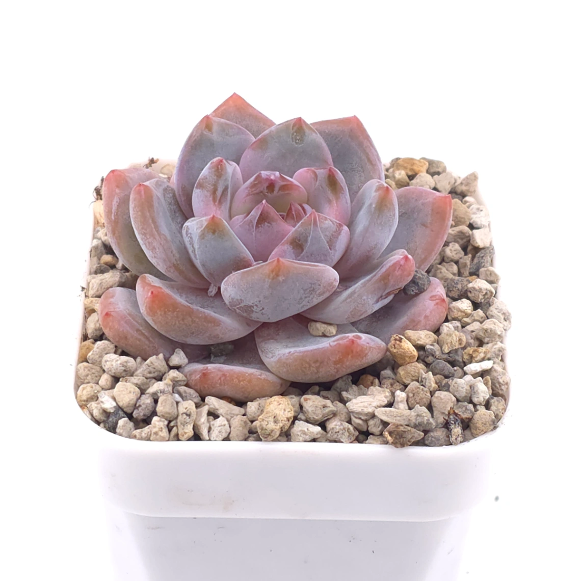 Echeveria ‘Monroe’ | 夢露 thumbnail 2