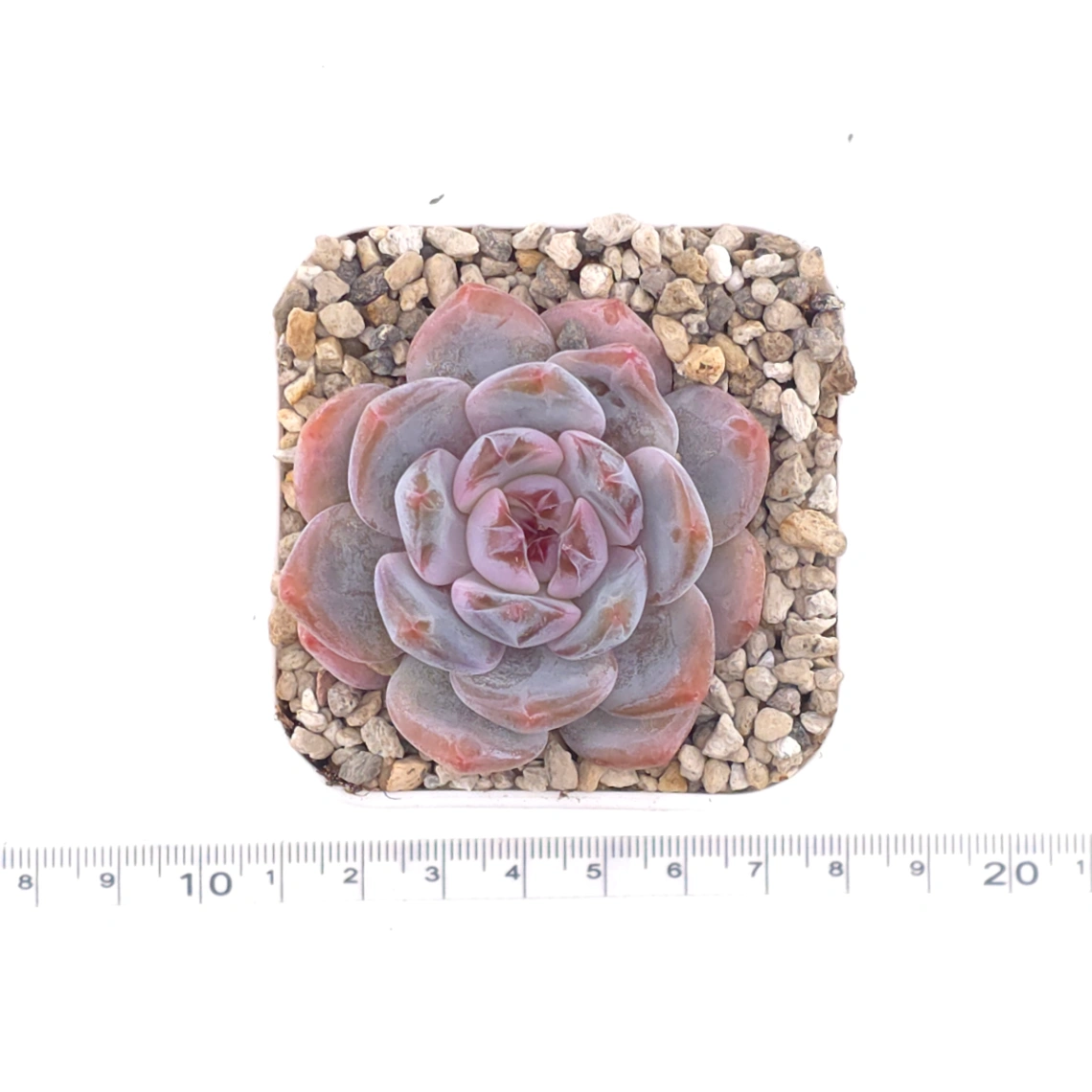 Echeveria ‘Monroe’ | 夢露 thumbnail 4