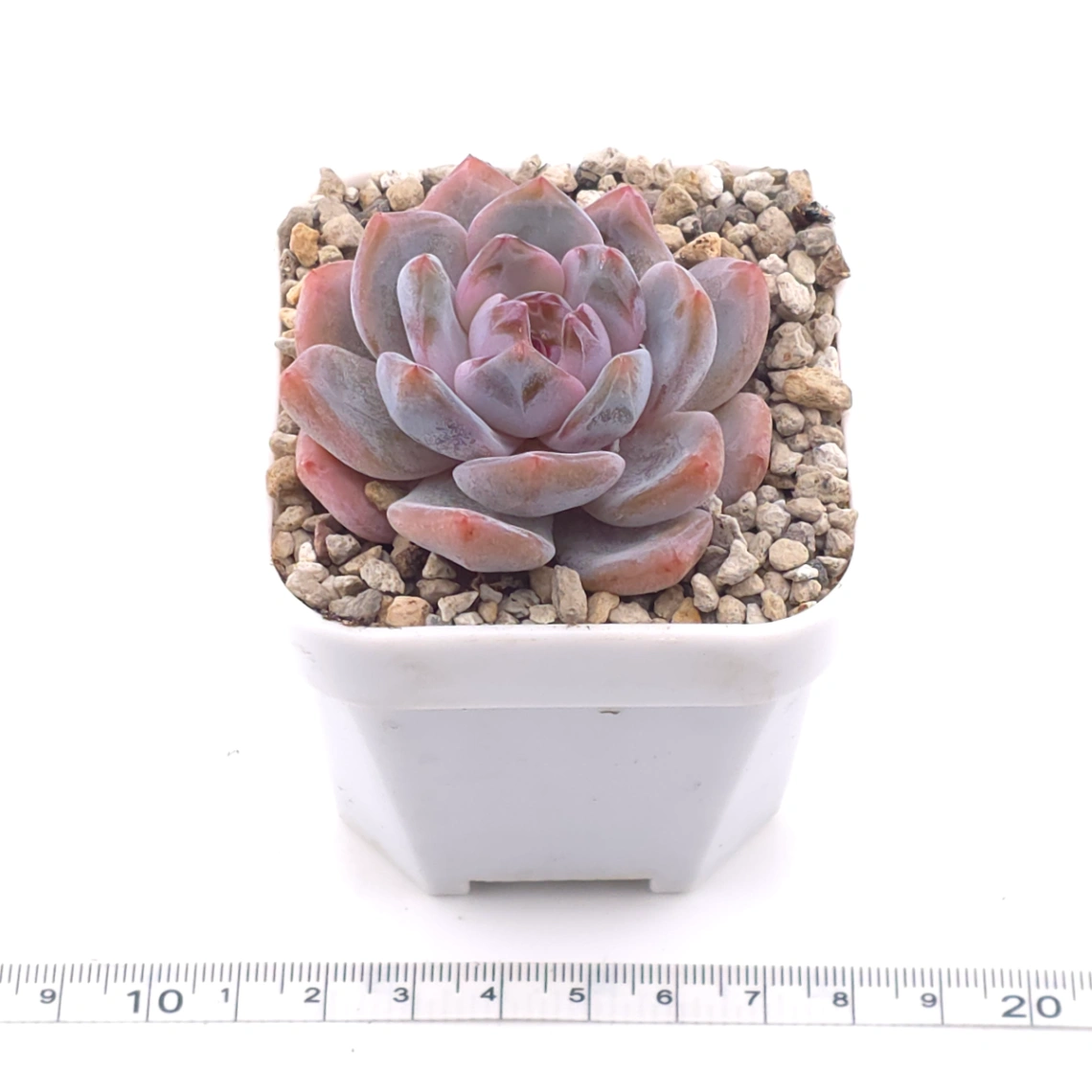 Echeveria ‘Monroe’ | 夢露 thumbnail 3