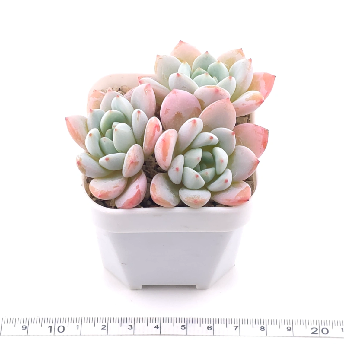 Echeveria ‘Monroe x Laui’ | 夢之雪 thumbnail 4