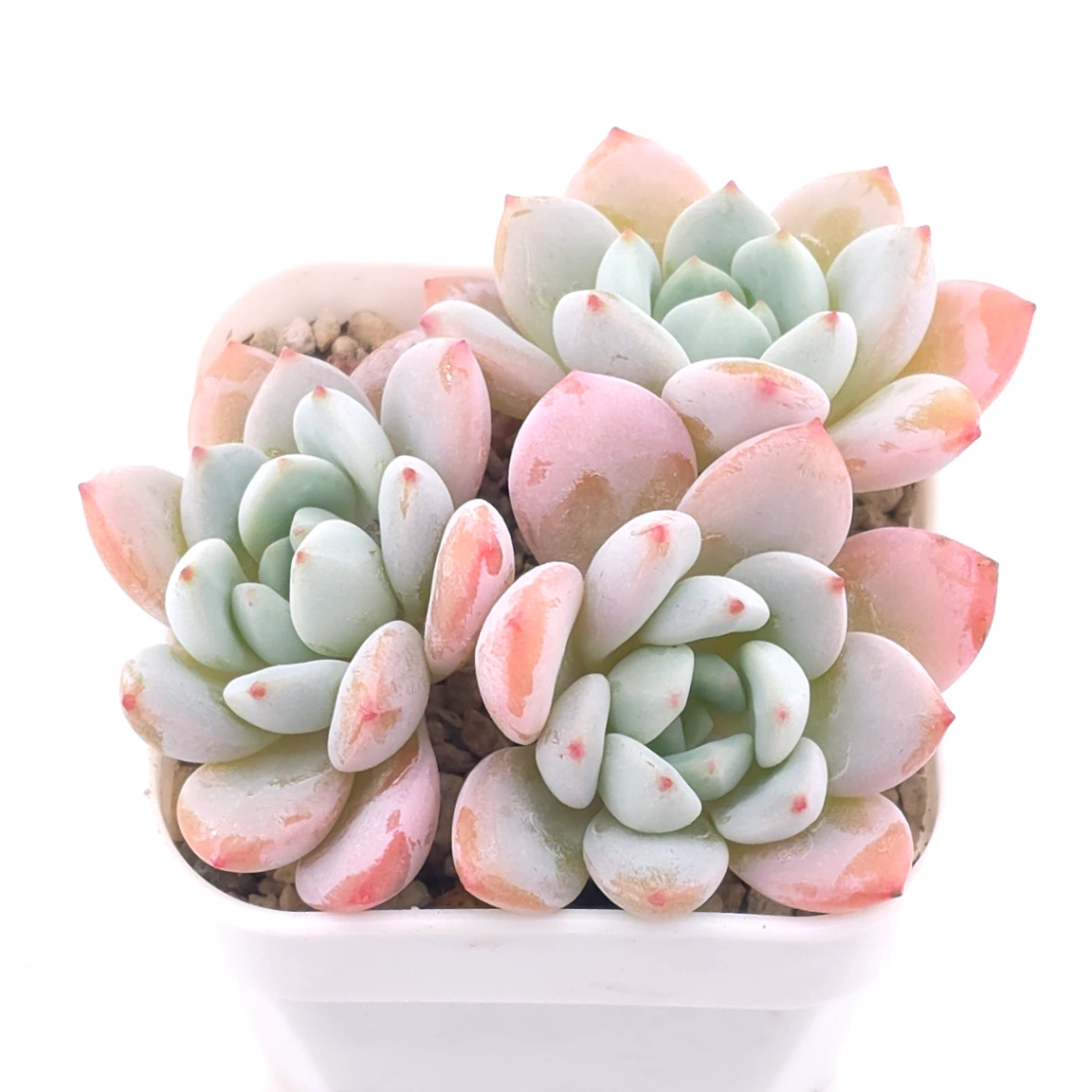 Echeveria ‘Monroe x Laui’ | 夢之雪 thumbnail 2