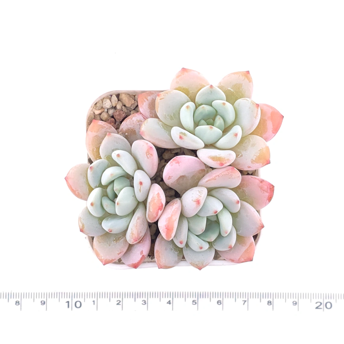 Echeveria ‘Monroe x Laui’ | 夢之雪 thumbnail 5