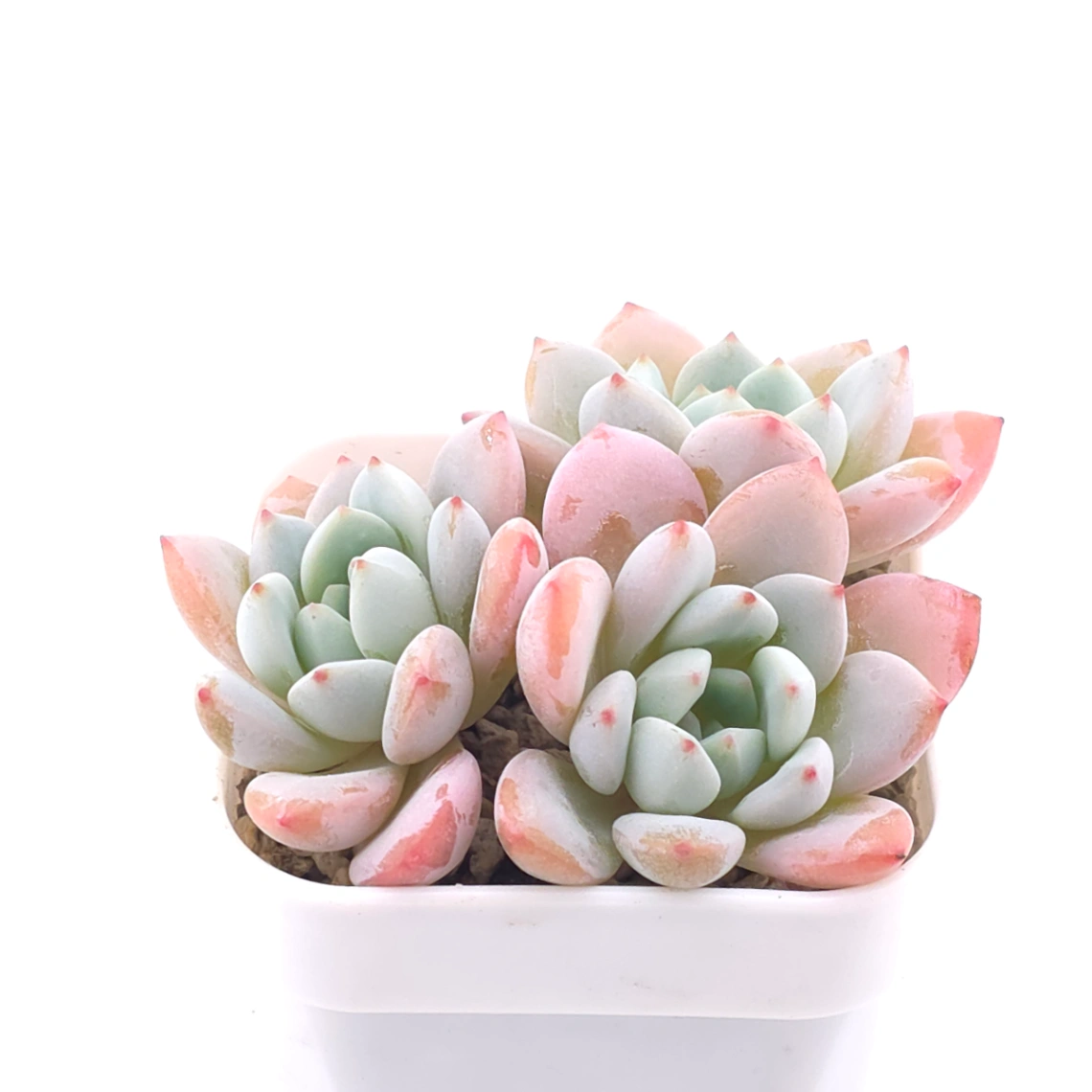 Echeveria ‘Monroe x Laui’ | 夢之雪 thumbnail 3