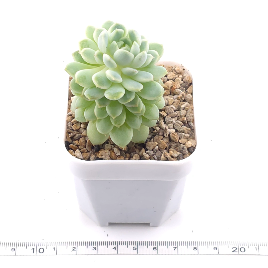 Echeveria ‘New Captain’ | 新船長 thumbnail 3