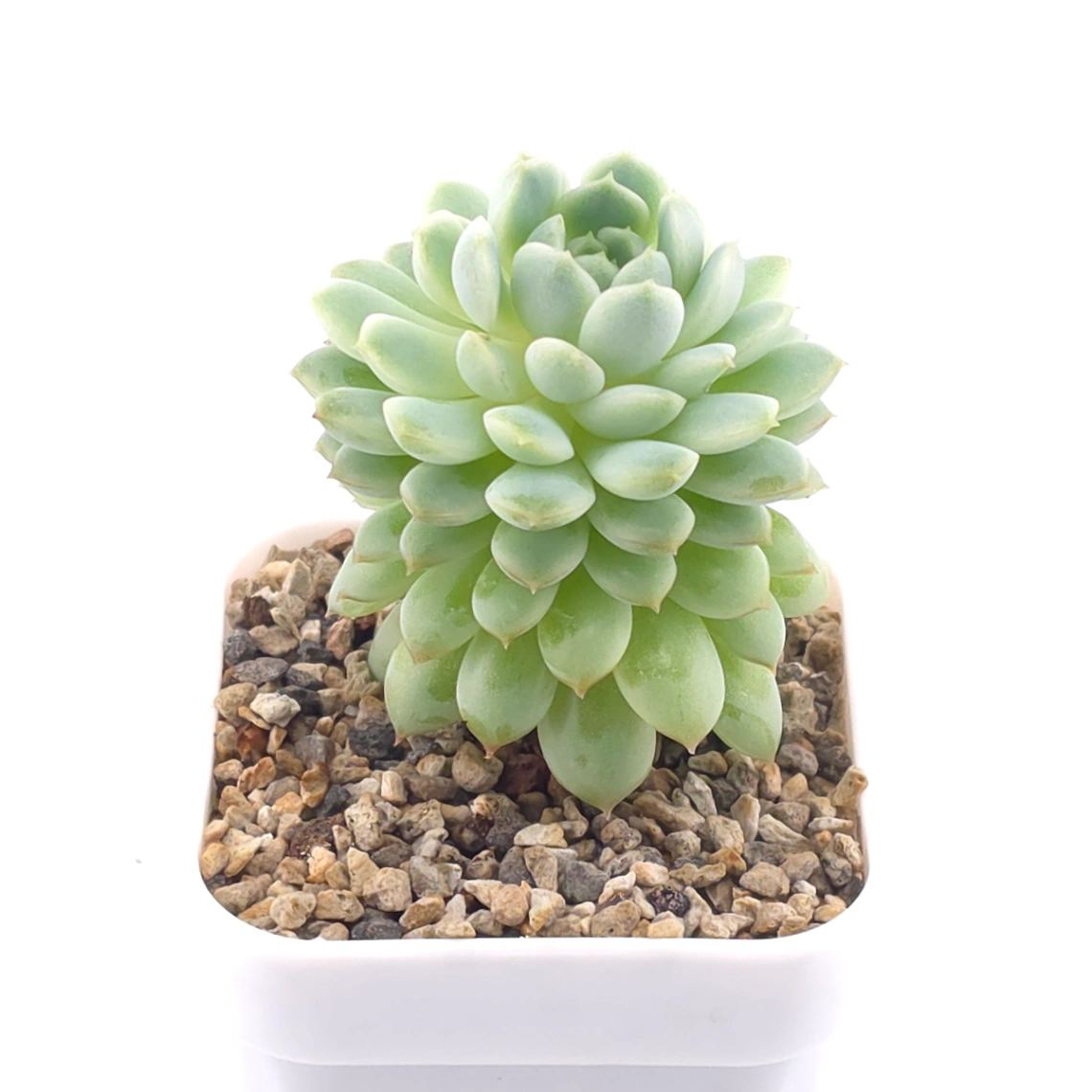 Echeveria ‘New Captain’ | 新船長 thumbnail 2
