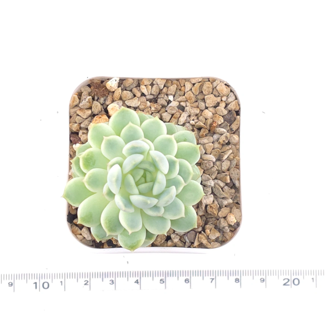 Echeveria ‘New Captain’ | 新船長 thumbnail 4