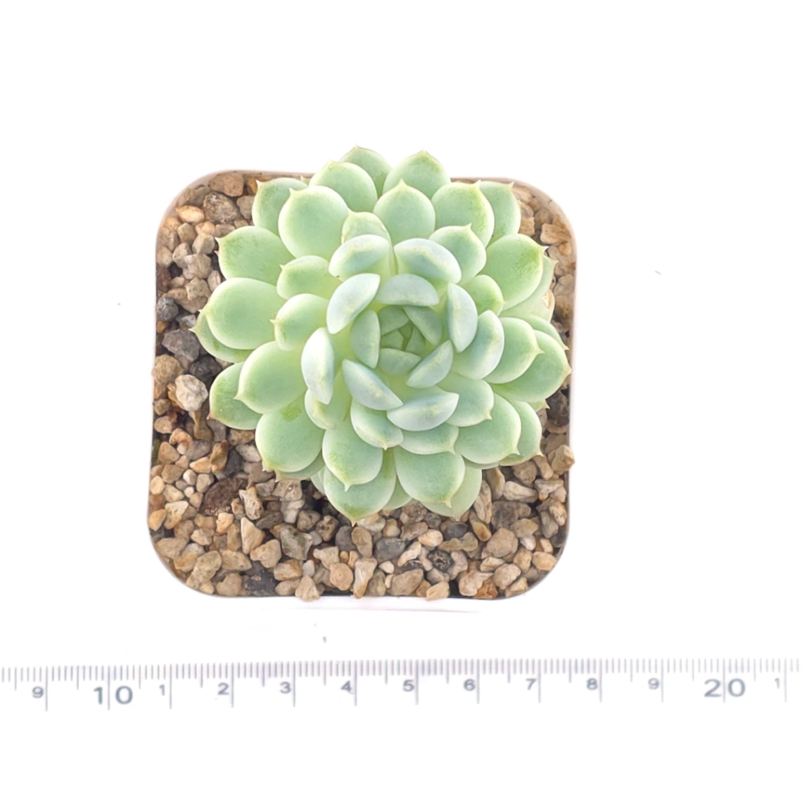 Echeveria ‘New Captain’ | 新船長 thumbnail 4