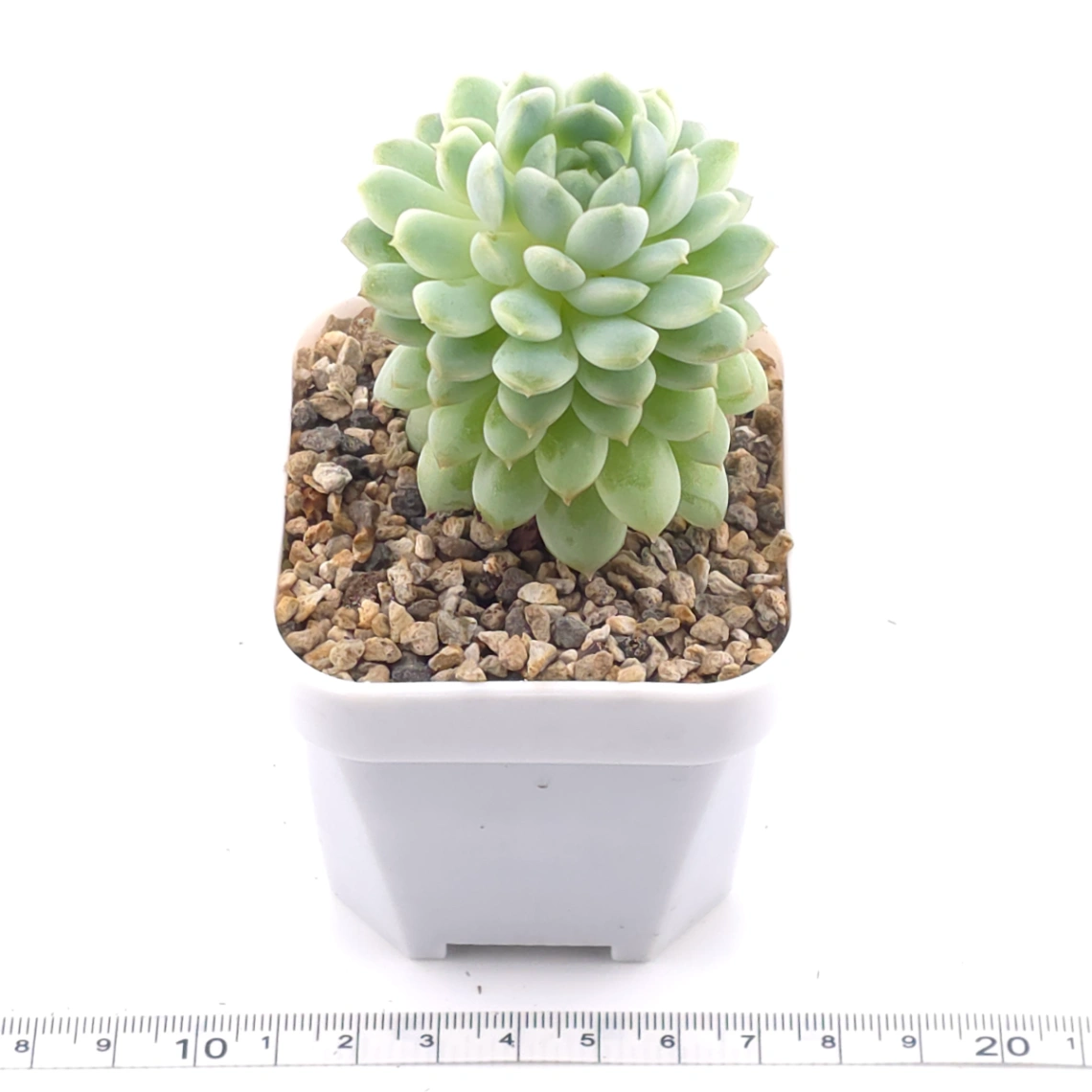 Echeveria ‘New Captain’ | 新船長 thumbnail 3