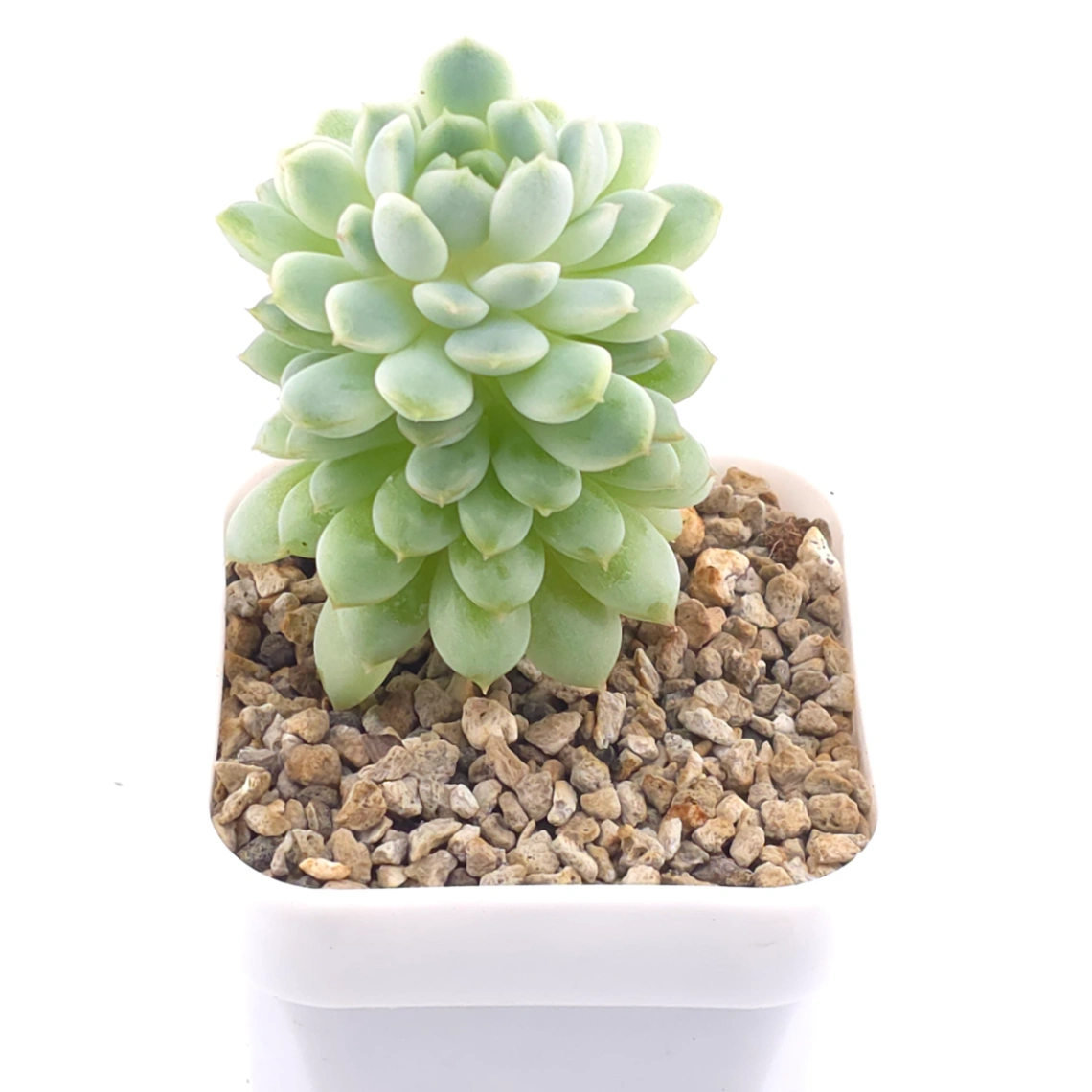 Echeveria ‘New Captain’ | 新船長 thumbnail 2
