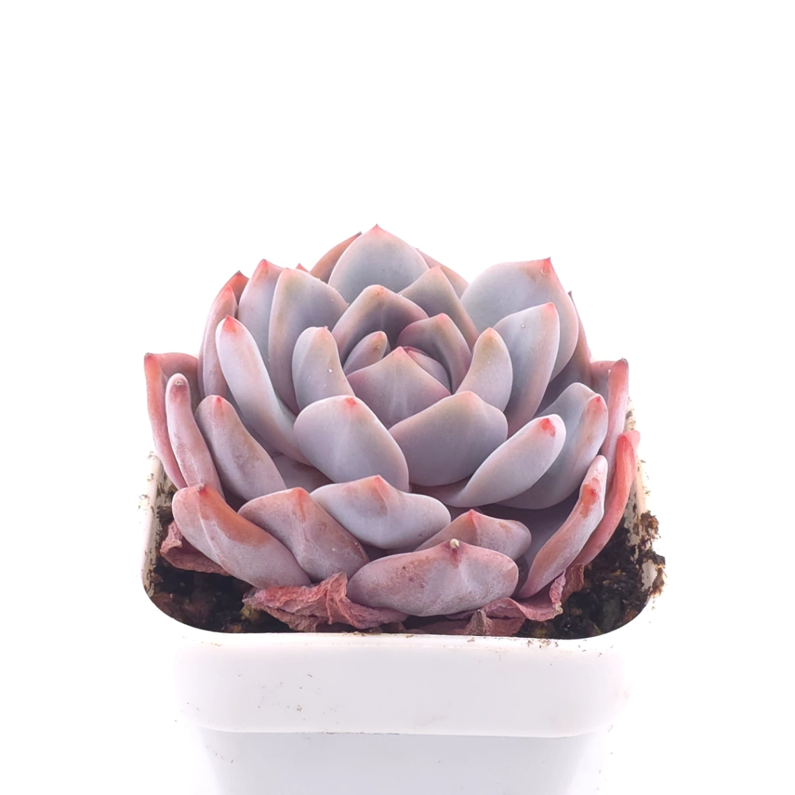 Echeveria ‘Orange Monroe’ | 橙夢露 thumbnail 2