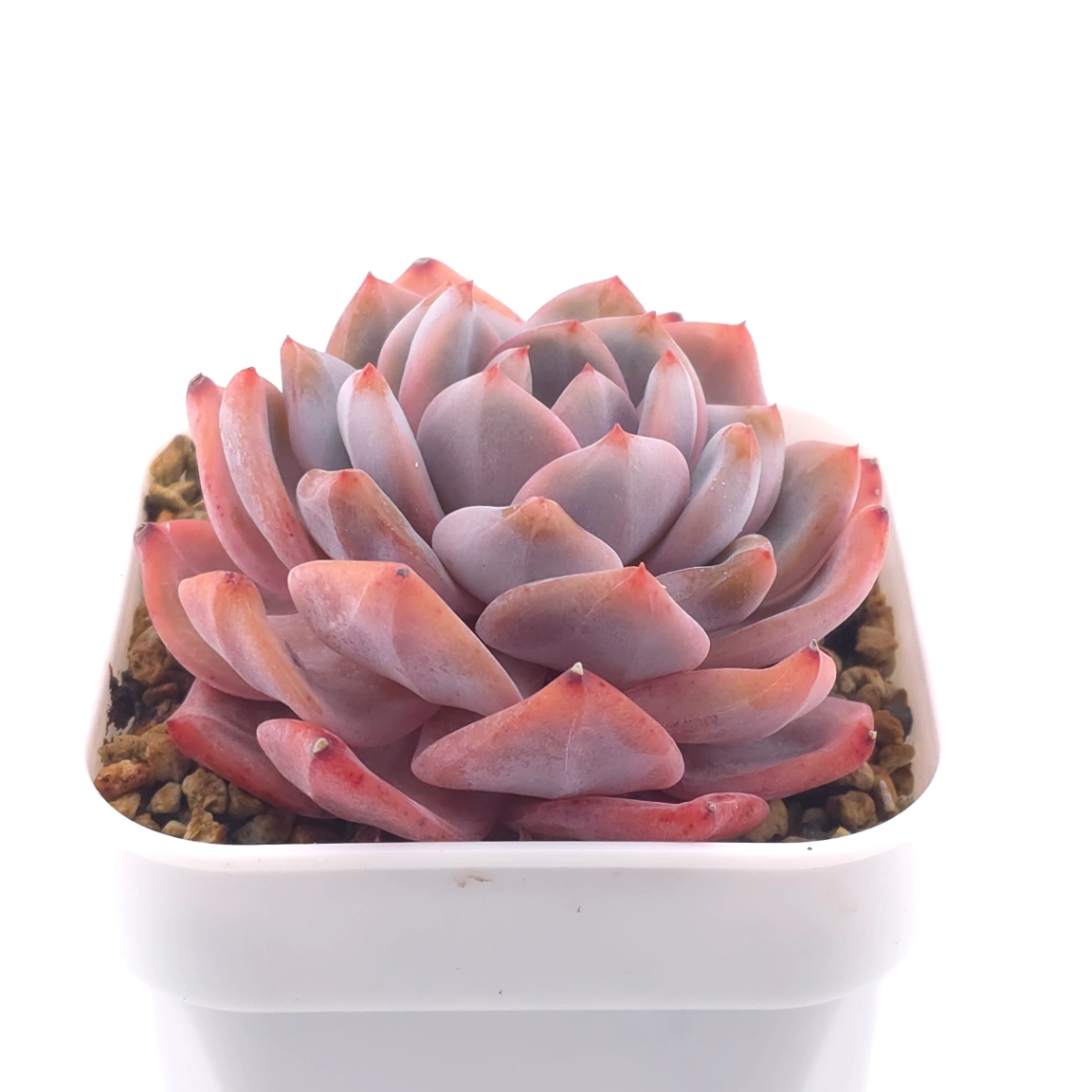 Echeveria ‘Orange Monroe’ | 橙夢露 thumbnail 2