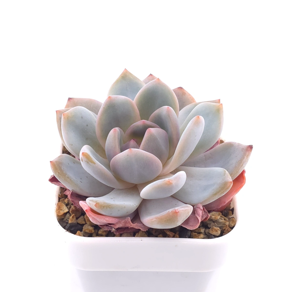 Echeveria ‘Orange Monroe’ | 橙夢露 thumbnail 2